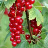 Groselha Heros ( Ribes Rubrum)