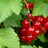 Groselha Mercado de Londres ( Ribes Rubrum)