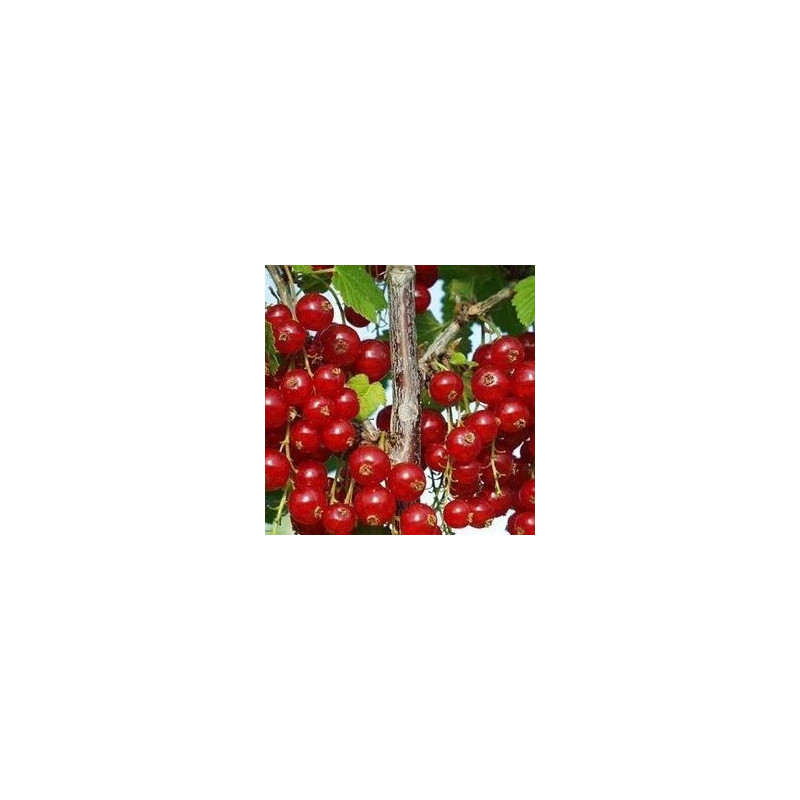 Groselha Rolan ( Ribes Rubrum)
