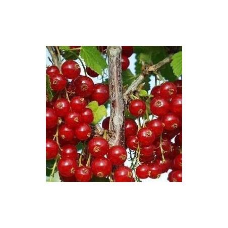 Groselha Rolan ( Ribes Rubrum)