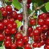 Groselha Rolan ( Ribes Rubrum)
