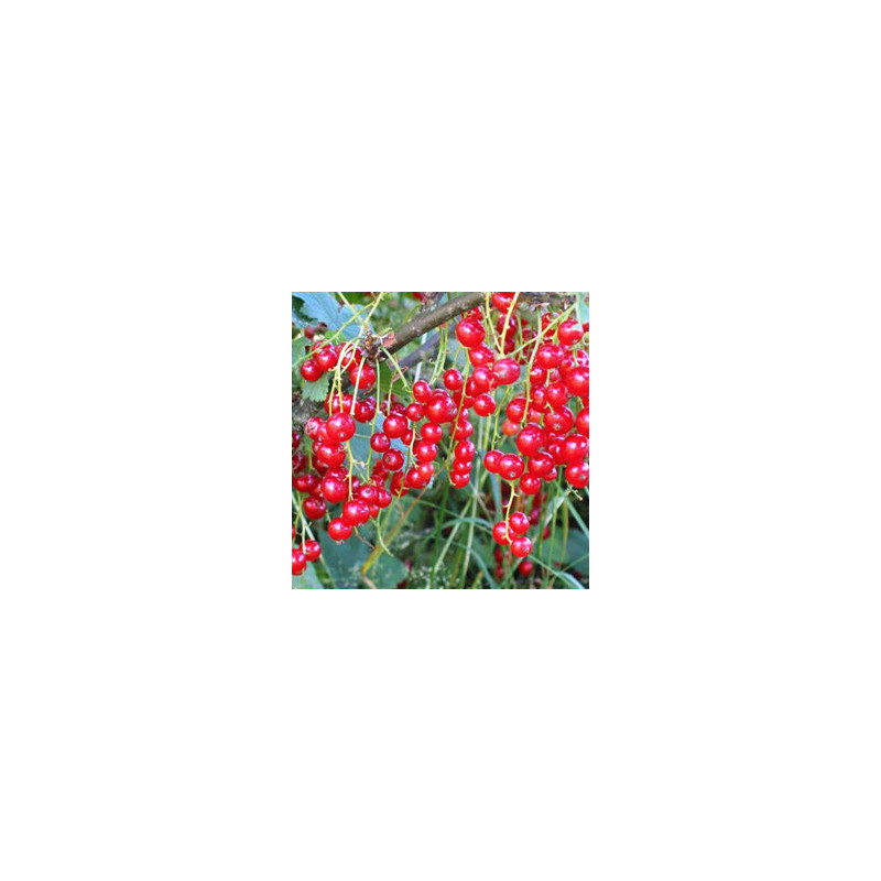 Groselha Rondon ( Ribes Rubrum)