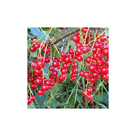 Groselha Rondon ( Ribes Rubrum)