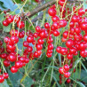 Groselha Rondon ( Ribes Rubrum)
