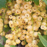 Groselha Versallaise Blanche ( Ribes Sativa)
