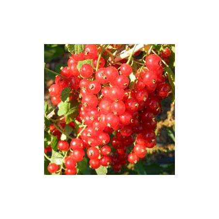 Groselha Wilder ( Ribes Rubrum)