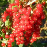 Groselha Wilder ( Ribes Rubrum)