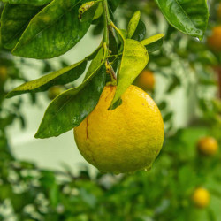 Laranja Verde Doce ( Citrus Sinensis)
