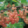 Groselha Gloire de Sablons ( Ribes Rubrum)