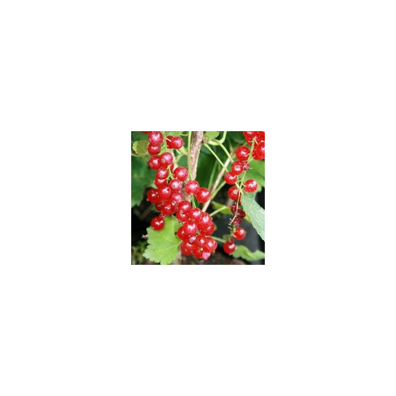 Groselha Mulka ( Ribes Rubrum)