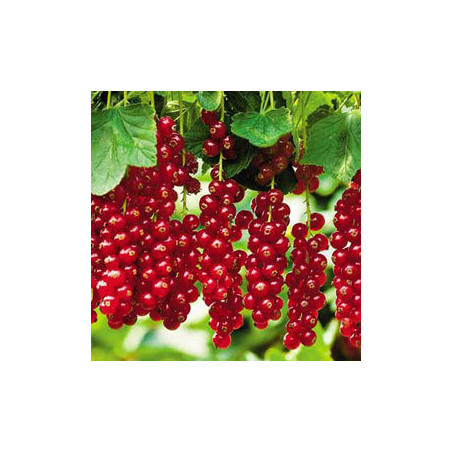 Groselha Red Lake ( Ribes Rubrum)