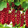 Groselha Red Lake ( Ribes Rubrum)