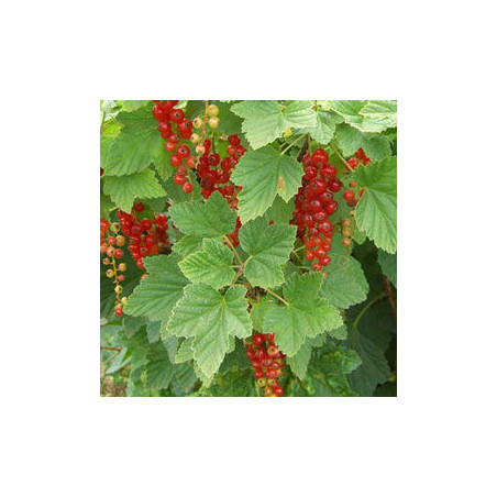 Groselha Rovada ( Ribes Rubrum)