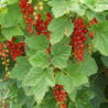 Groselha Rovada ( Ribes Rubrum)