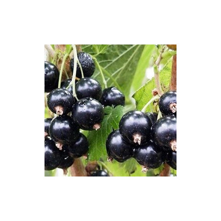 Groselha Black Marble ( Ribes Nigrum)