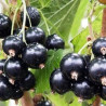 Groselha Black Marble ( Ribes Nigrum)