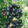 Groselha Ebony ( Ribes Nigrum)