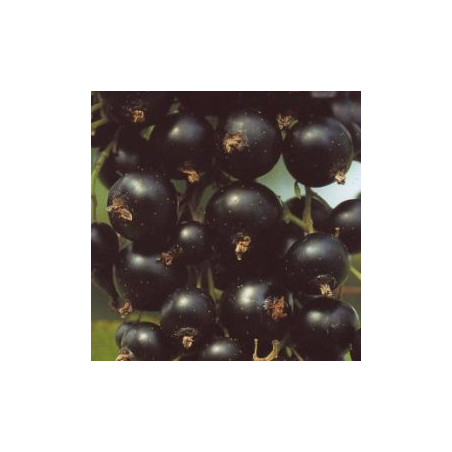 Groselha Tsema ( Ribes Nigrum)