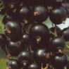 Groselha Tsema ( Ribes Nigrum)