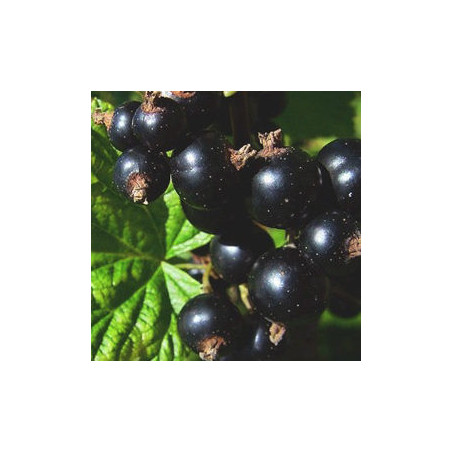 Groselha Wellington ( Ribes Nigrum)