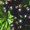 Groselha Wellington ( Ribes Nigrum)