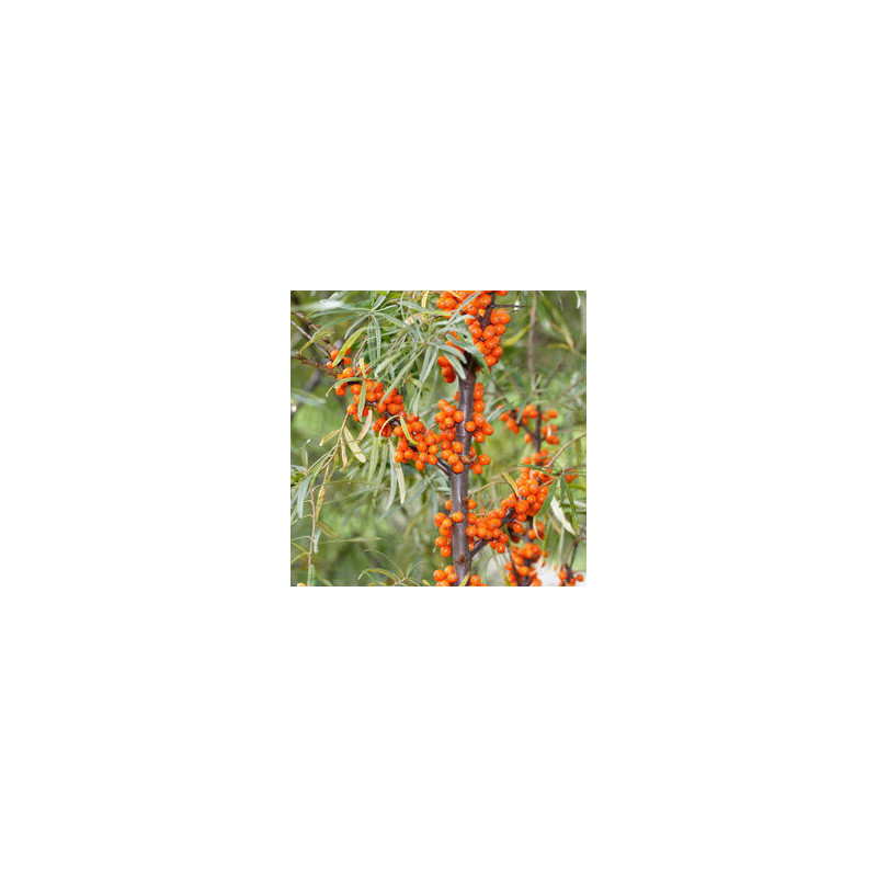 Espinheiro Mar Askola ( Hippophae Rhamnoides)