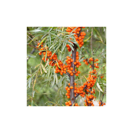 Espinheiro Mar Askola ( Hippophae Rhamnoides)