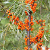 Espinheiro Mar Askola ( Hippophae Rhamnoides)