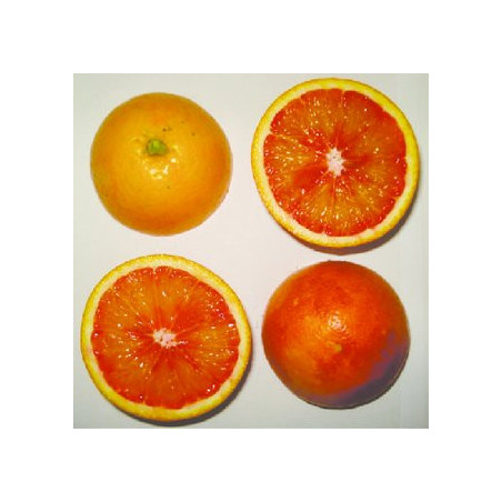 Laranja Tarocco ( Citrus sinensis (L.) Osbeck)