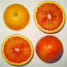 Laranja Tarocco ( Citrus sinensis (L.) Osbeck)