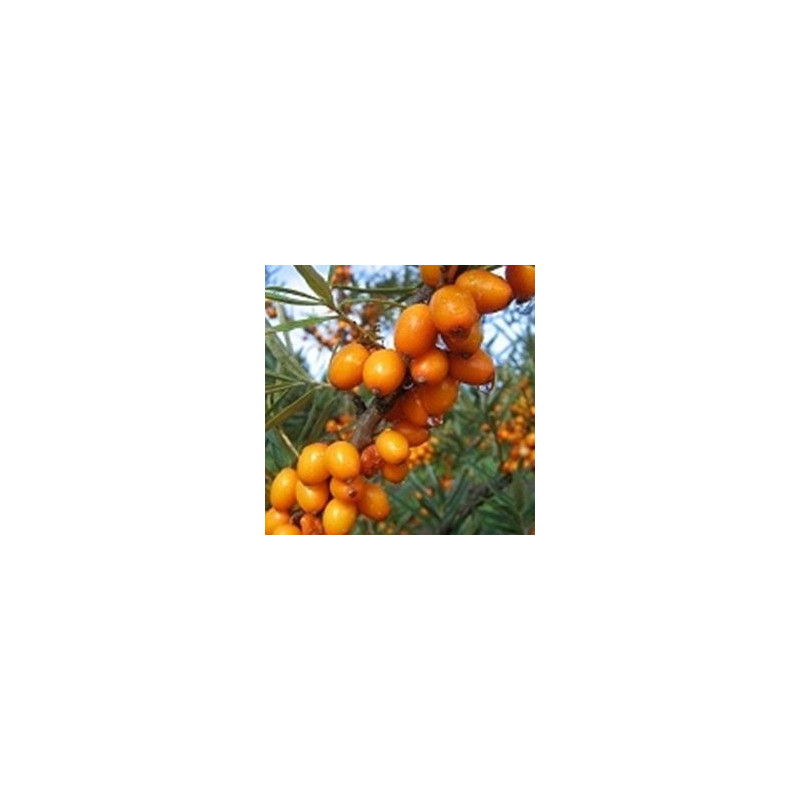 Espinheiro Mar Dorana ( Hippophae Rhamnoides)