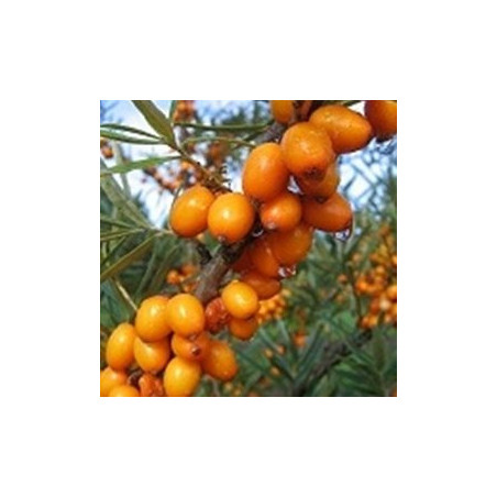 Espinheiro Mar Dorana ( Hippophae Rhamnoides)