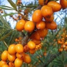 Espinheiro Mar Dorana ( Hippophae Rhamnoides)