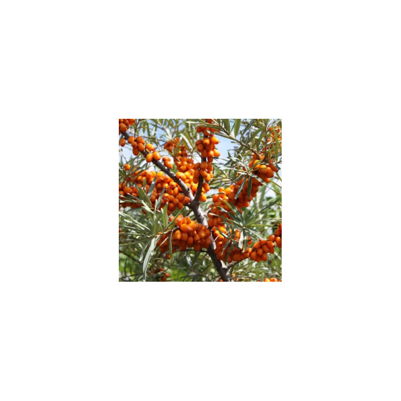 Espinheiro Mar Gardens Gift ( Hippophae Rhamnoides)