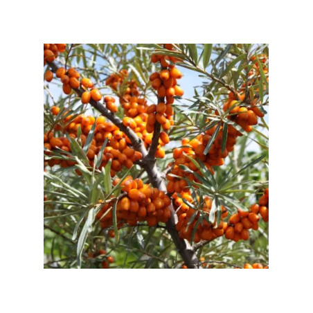 Espinheiro Mar Gardens Gift ( Hippophae Rhamnoides)