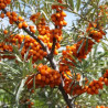 Espinheiro Mar Gardens Gift ( Hippophae Rhamnoides)