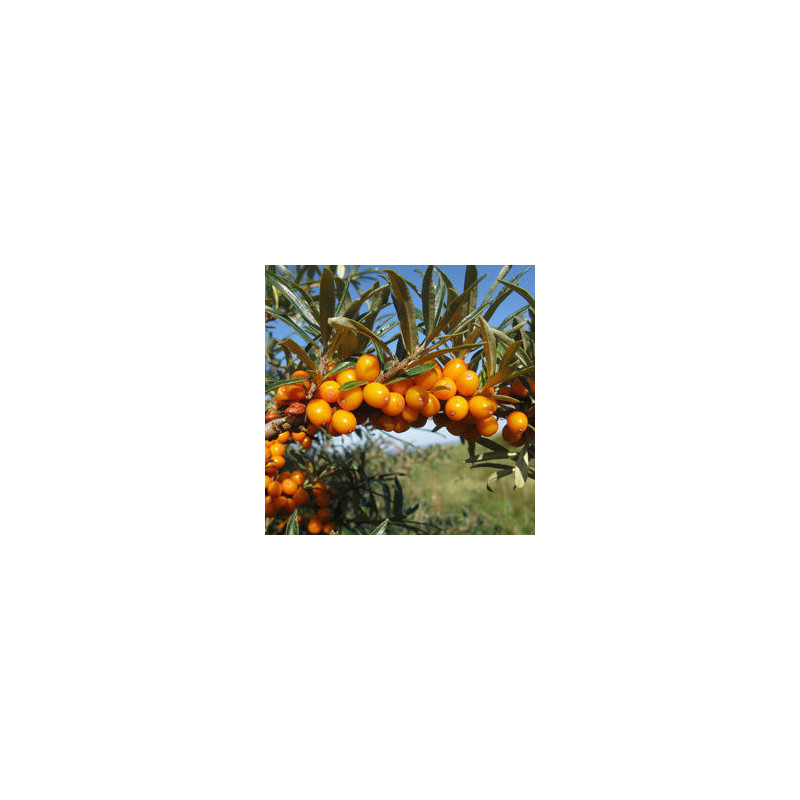 Espinheiro Mar Leikora ( Hippophae Rhamnoides)