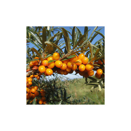 Espinheiro Mar Leikora ( Hippophae Rhamnoides)