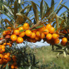 Espinheiro Mar Leikora ( Hippophae Rhamnoides)