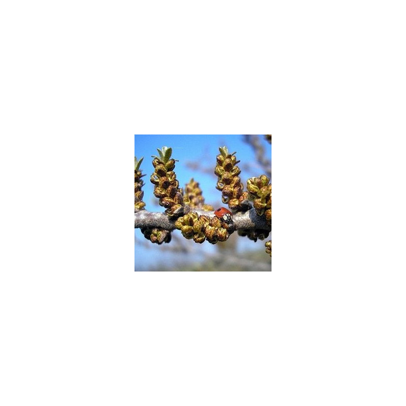 Espinheiro Mar Pollmix4 ( Hippophae Rhamnoides)