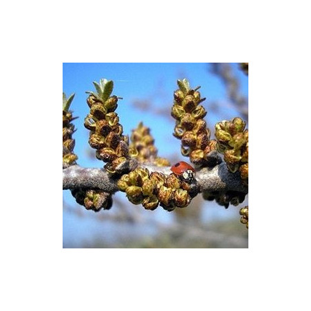 Espinheiro Mar Pollmix4 ( Hippophae Rhamnoides)