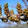 Espinheiro Mar Pollmix4 ( Hippophae Rhamnoides)