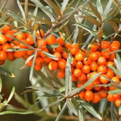 Espinheiro Mar Sirola ( Hippophae Rhamnoides)