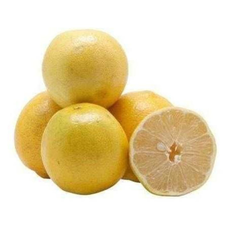 Laranja Lima da Pérsia ( Citrus Sinensis)