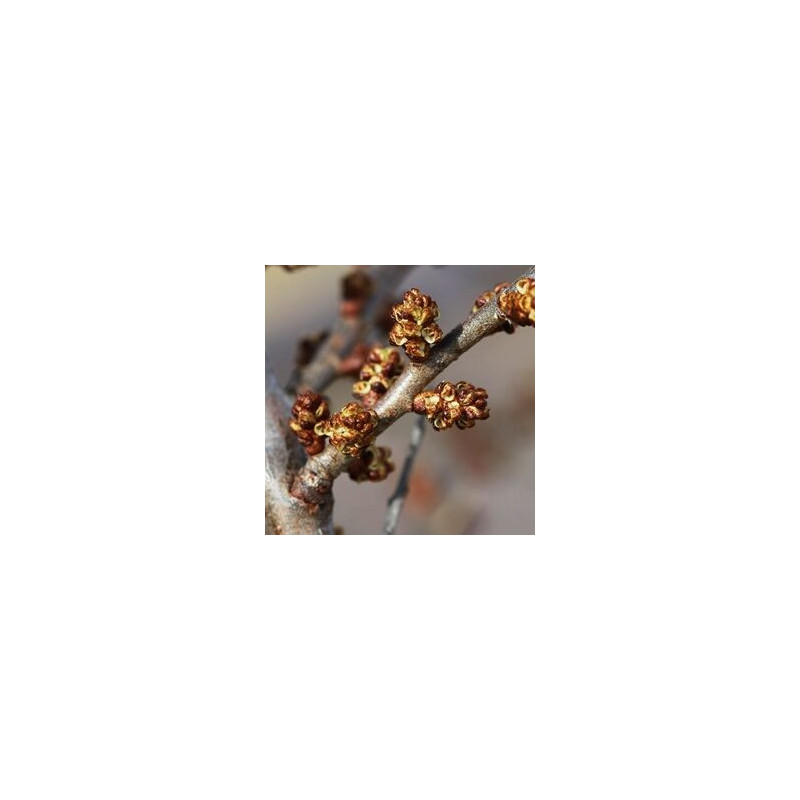 Espinheiro Mar Tarmo ( Hippophae Rhamnoides)