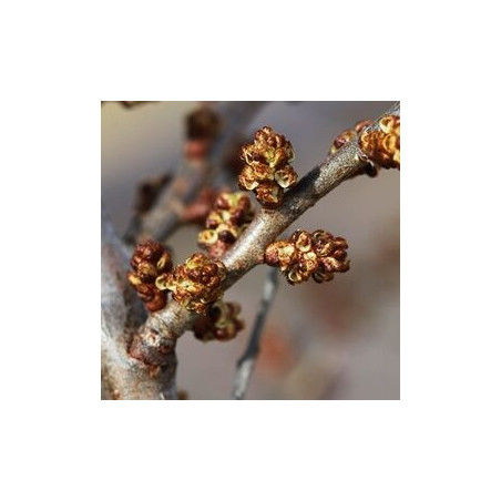 Espinheiro Mar Tarmo ( Hippophae Rhamnoides)