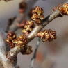 Espinheiro Mar Tarmo ( Hippophae Rhamnoides)