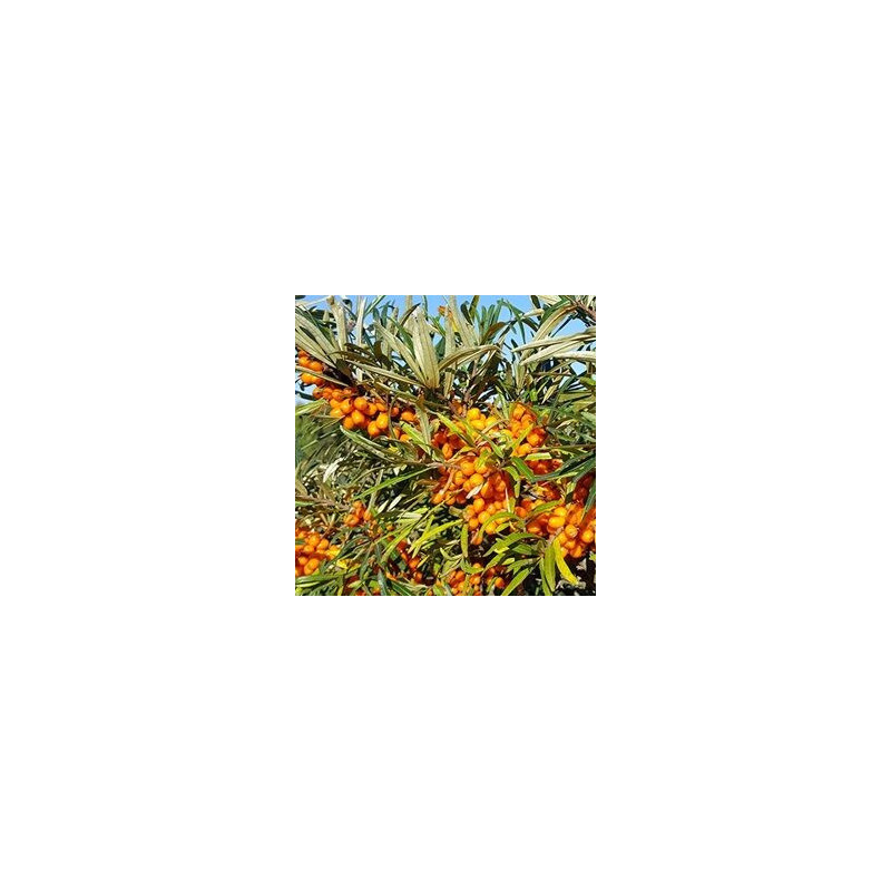 Espinheiro Mar Tytti ( Hippophae Rhamnoides)