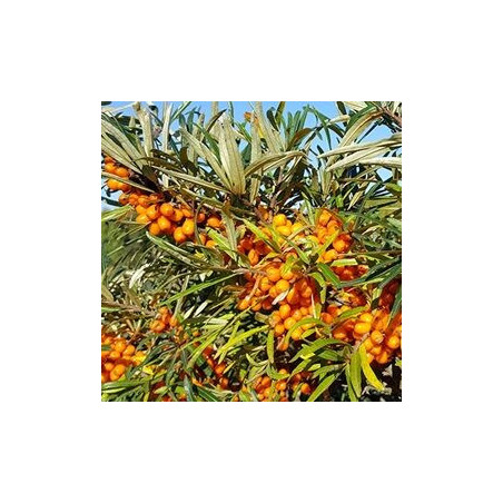 Espinheiro Mar Tytti ( Hippophae Rhamnoides)
