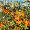 Espinheiro Mar Tytti ( Hippophae Rhamnoides)